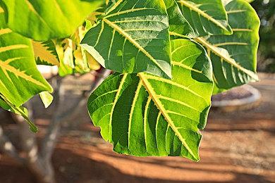 《纸片马里奥：千年之门》IGN 9分 令人难忘的体验